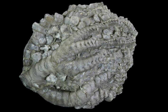 Crinoid (Taxocrinus) Fossil - Crawfordsville, Indiana #94742